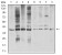 TNFSF11 Primary Antibody MP31306 [M7G3D7]