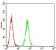 P2RY8 Primary Antibody MP31307 [M1G5A11]