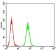P2RY8 Primary Antibody MP31308 [M1G5A2]