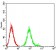 CHRNB4 Primary Antibody MP31312  [M1H11F2]