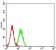 ELANE Primary Antibody MP31315  [M6B6G6]