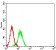 CD100 Primary Antibody MP31316  [M5H6E3]