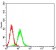 BCL6 Primary Antibody MP31318 [M2G1B6]