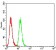P2RY1 Primary Antibody MP31321  [M4G5B7]