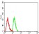 CD147 Primary Antibody MP31323 [M3E10C1]