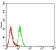 CD195 Primary Antibody MP31325 [M6H3D5]