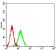 CD195 Primary Antibody  MP31326 [M6G11D1]