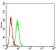 P2RY4 Primary Antibody MP31329 [M3B4H6]