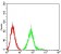 GRIN2B Primary Antibody MP31330 [M6E9A8]