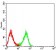 CD193 Primary Antibody MP31332 [M8E9H10]