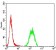 P2RY14 Primary Antibody MP31333 [M5A3F1]