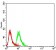 GRM2 Primary Antibody MP31340 [M6E4F6]