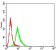 CD166 Primary Antibody MP31344 [M3D9F1]