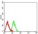 CD197 Primary Antibody MP31345 [M4B7B8]