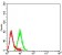 CHRND Primary Antibody MP31349 [M1H1F9]