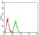 CD152 Primary Antibody MP31352 [M8B3F8]
