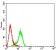 PLXNA1 Primary Antibody MP31355 [M7B8H9]