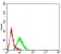 CD183 Primary Antibody MP31359 [M5C10B3]