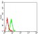 CD158E1 Primary Antibody MP31360 [M2C3B6]