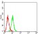 CD158E1 Primary Antibody MP31361 [M2C3A10]