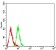 CD158E1 Primary Antibody MP31361 [M2C3A10]
