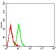 CD134 Primary Antibody MP31363 [M3G5G7]