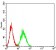 CD137 Primary Antibody MP31367 [M4C1A9]