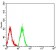 B7H3 Primary Antibody MP31371 [M8C1C2]