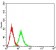CD107b Primary Antibody MP31378 [M8E2F2]