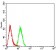 APAF1 Primary Antibody MP31379 [M2H9A1]