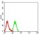 CD119 Primary Antibody MP31383 [M5H1C9]