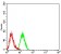 CD119 Primary Antibody MP31384 [M3E1A9]