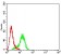 ACTR3 Primary Antibody MP31385 [M3G2C9]