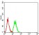 CD16 Primary Antibody MP31387 [M2G10A9]