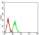 CD102 Primary Antibody MP31391 [M6B9G10]