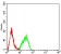 CD122 Primary Antibody MP31392 [M1G11C6]