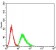 CD191 Primary Antibody MP31394 [M8E10G6]
