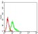 CD191 Primary Antibody MP31395 [M8E10F9]