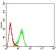 FOLR1 Primary Antibody MP31396 [M3G12B7]