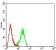 FOLR1 Primary Antibody MP31397 [M2G5C12]