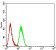 APAF1 Primary Antibody [MP31400 M2H9G5]