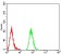 BTN2A2 Primary Antibody MP31402 [M4B11C8]