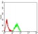 CD11C Primary Antibody MP31411 [M6G2D1]