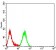 CD268 Primary Antibody MP31413 [M5A9B10]