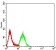 CD1B Primary Antibody MP31419 [M1D6B7]