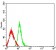 PD1 Primary Antibody MP31420 [M3E12A10]