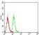 CD63 Primary Antibody MP31423 [M1E8D4]