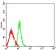 CD63 Primary Antibody MP31424 [M1H3E3]