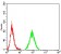 CD44 Primary Antibody MP31427 [M7F4F1]