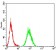 CD44 Primary Antibody MP31428 [M7F4F12]